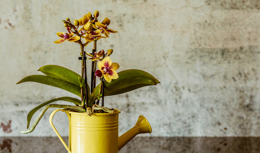 Всё об орхидеях в домашних условиях | Блог GreenMarket