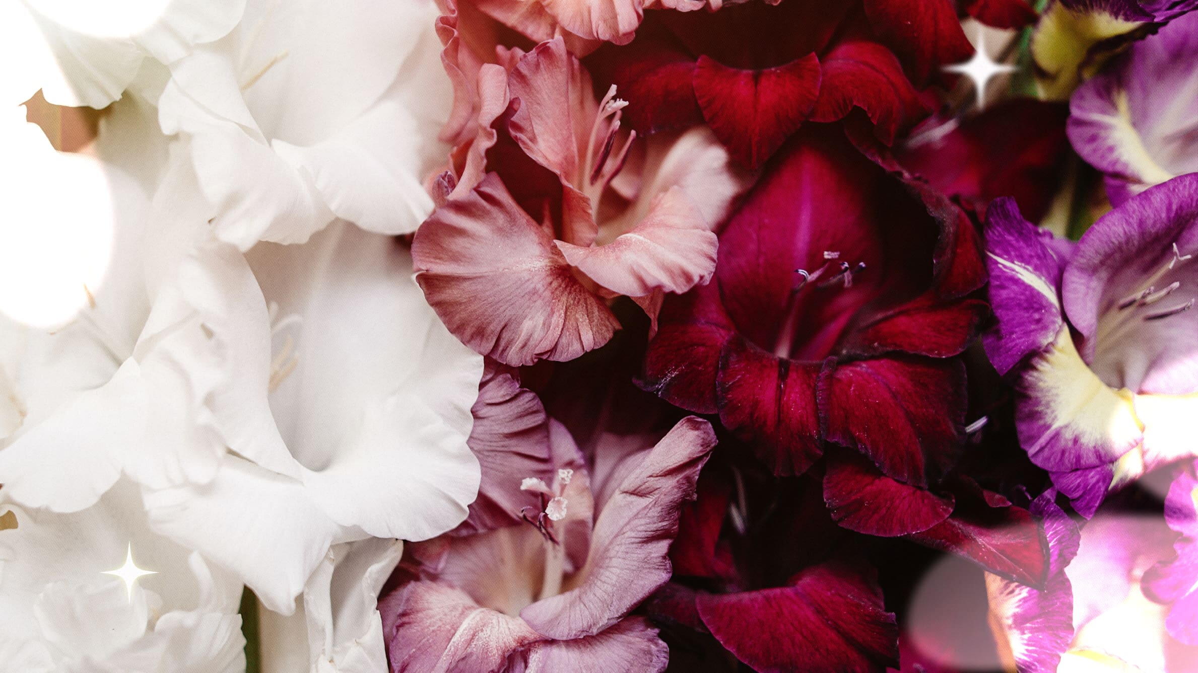 Meanings of gladiolus colours