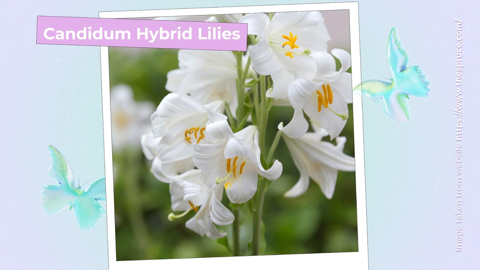 Candidum Hybrid Lilies