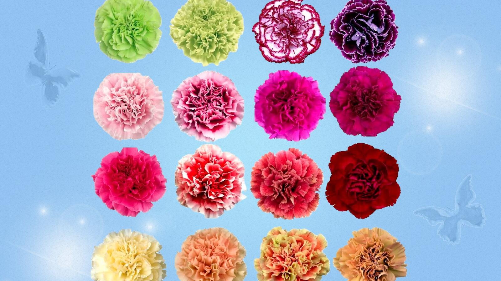 Carnation Flower Meaning by Colour