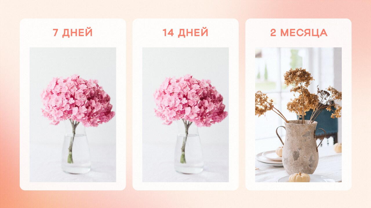Гортензия в срезе
