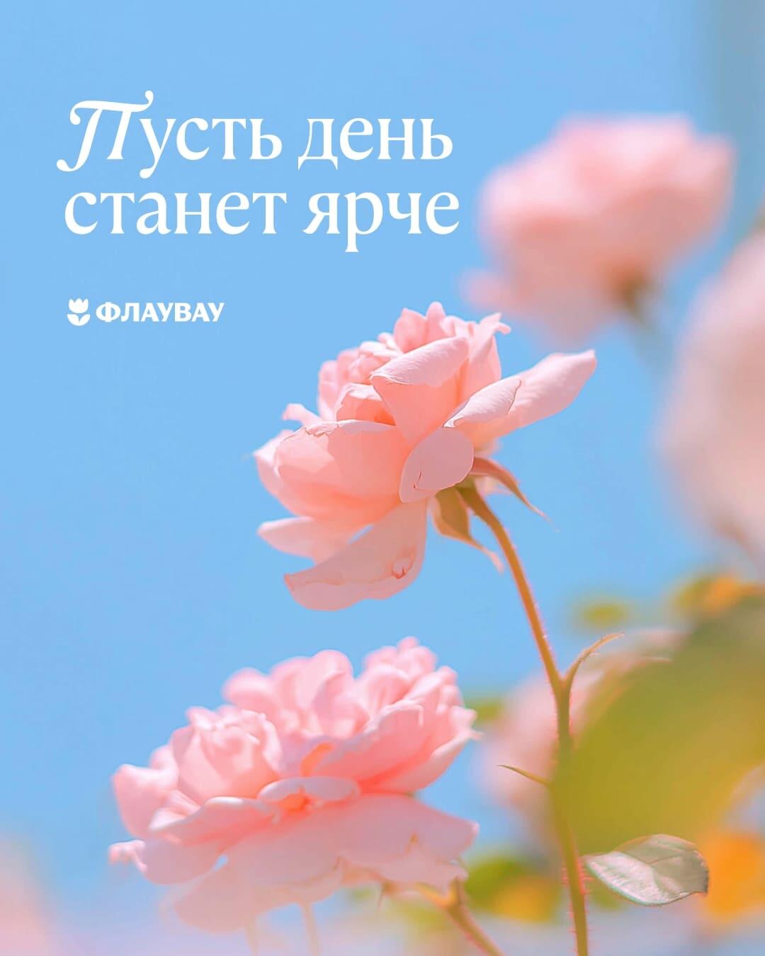 открытки с розами красивые букеты
