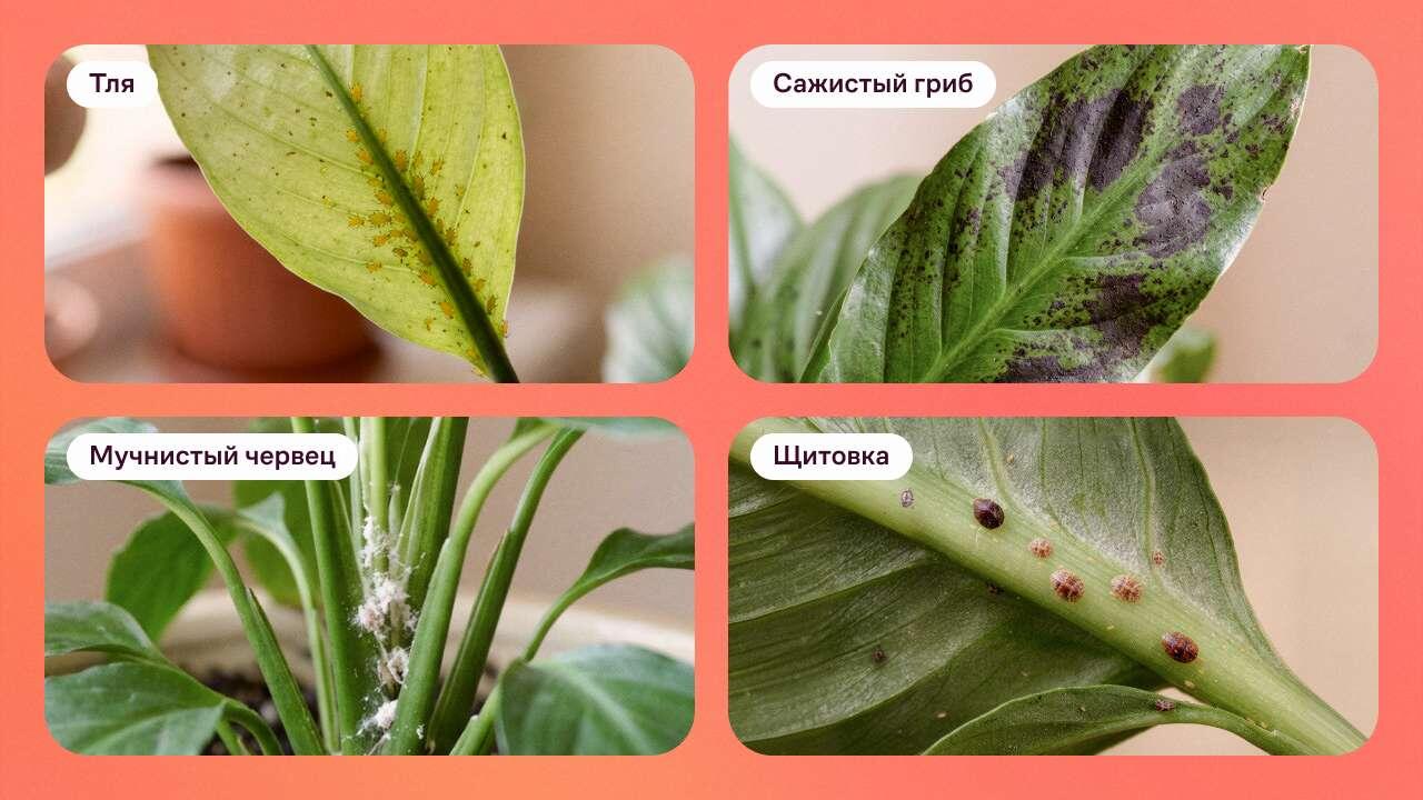 Mealybugs and other common pests on Spathiphyllum
