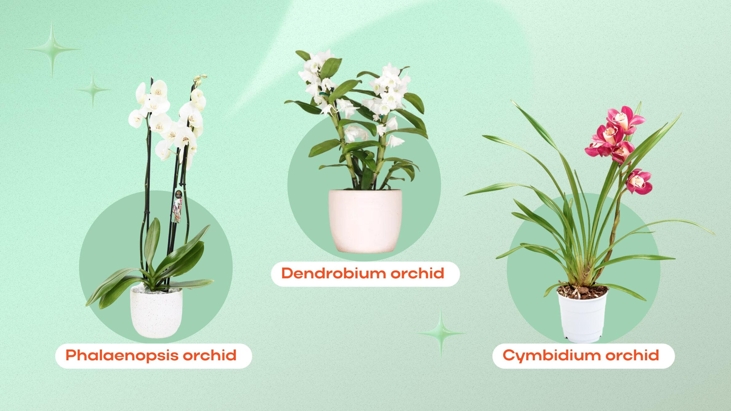 Orchid types 1
