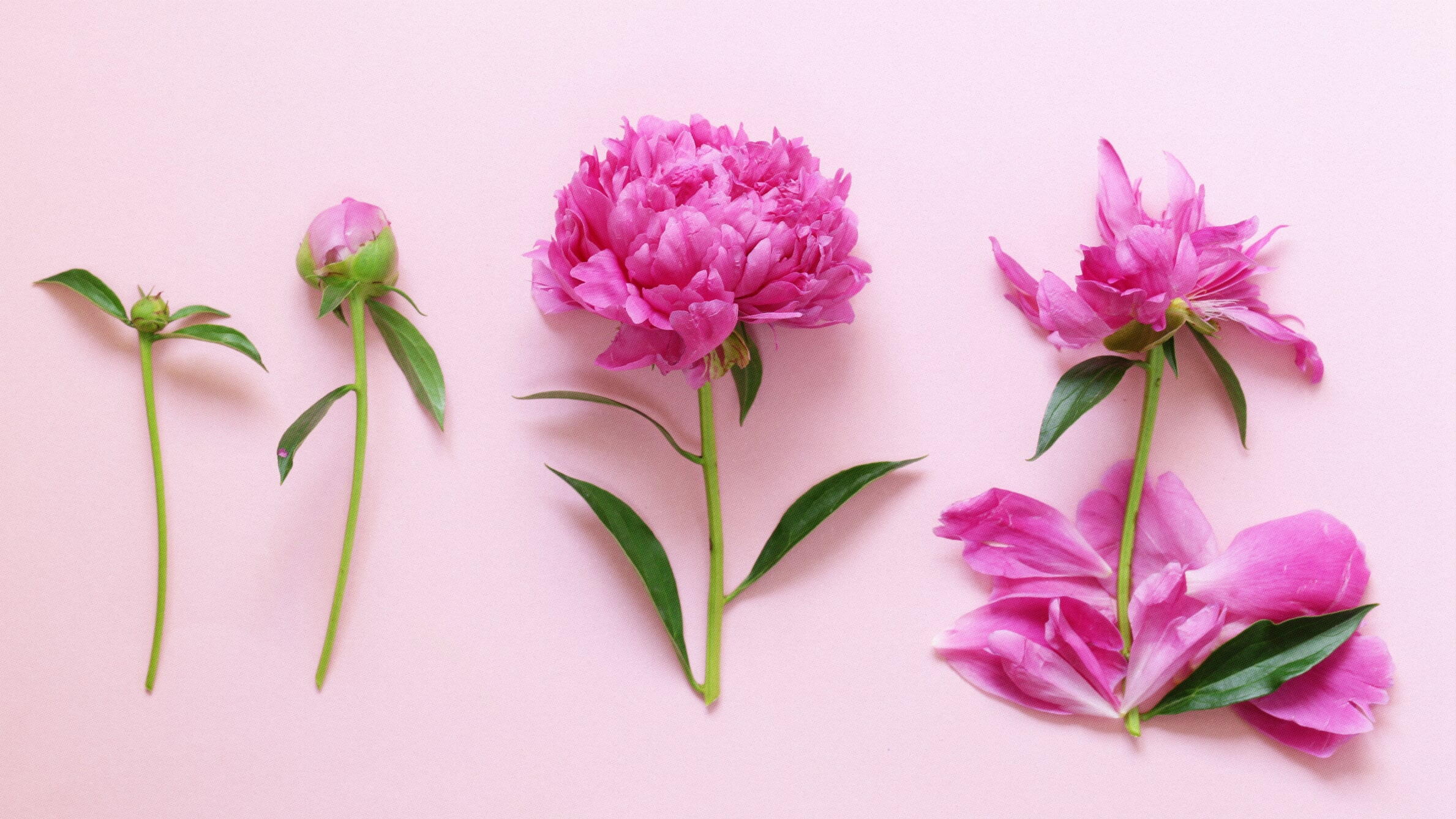 Stages of peony blooms