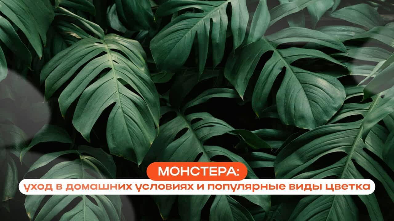 Монстера