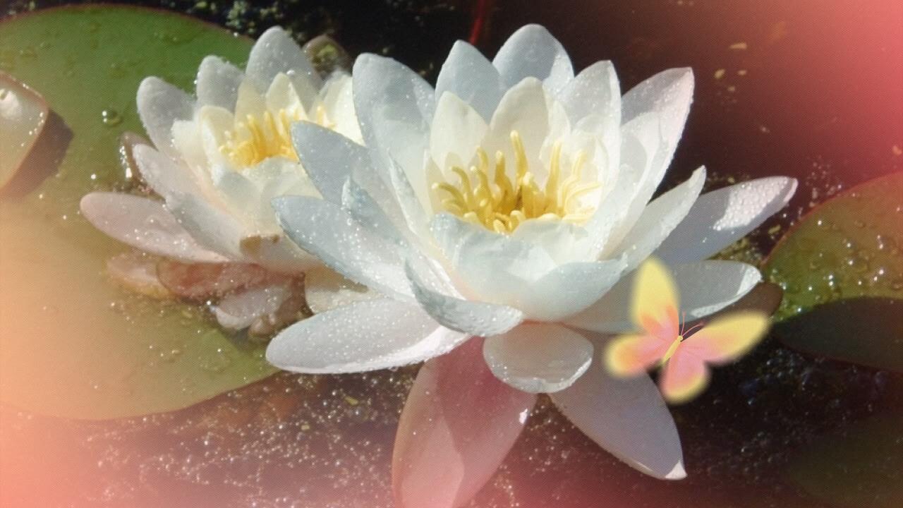 цветок по знаку зодиака рыбы