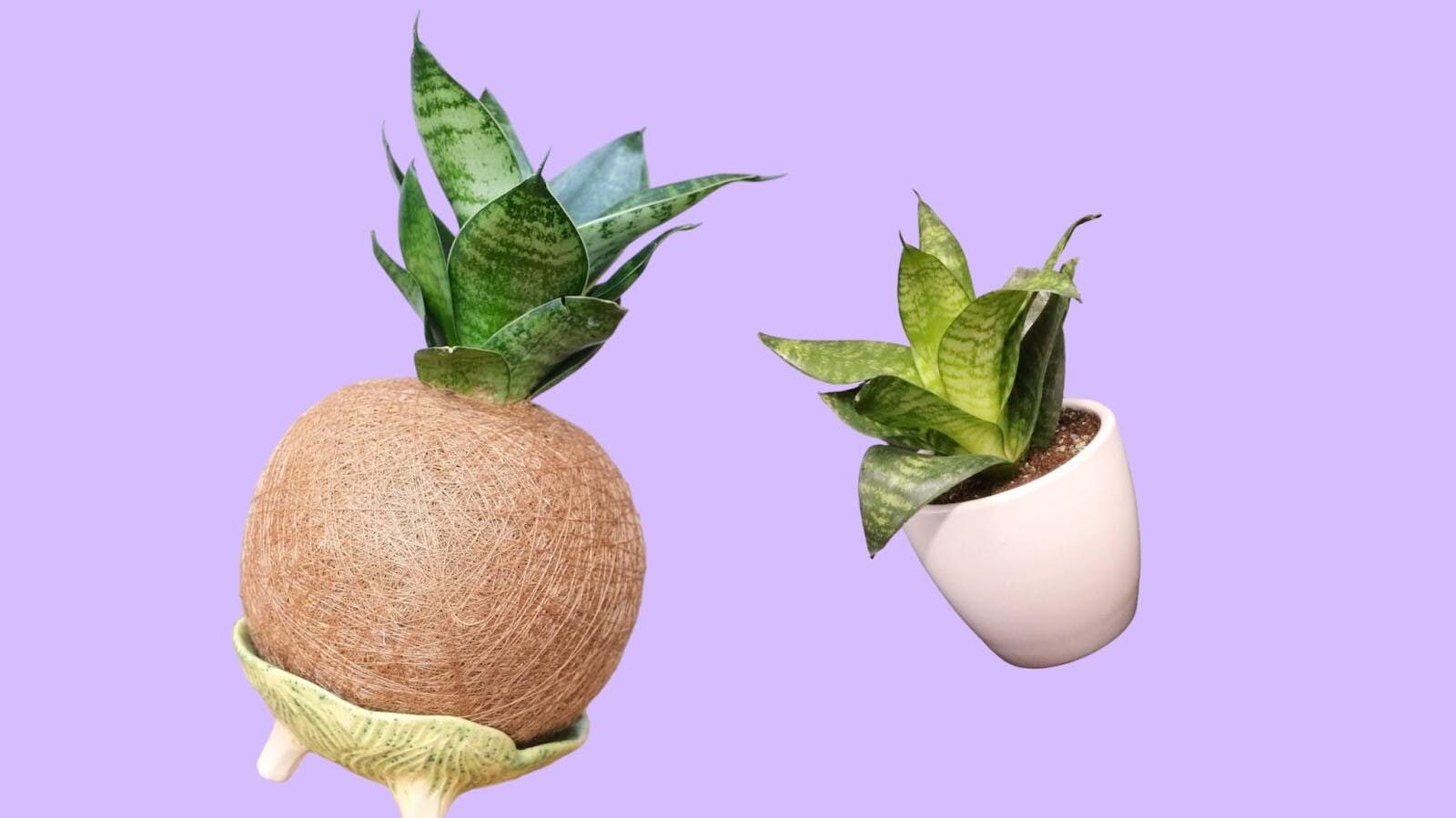 Сансевиерия Ханни