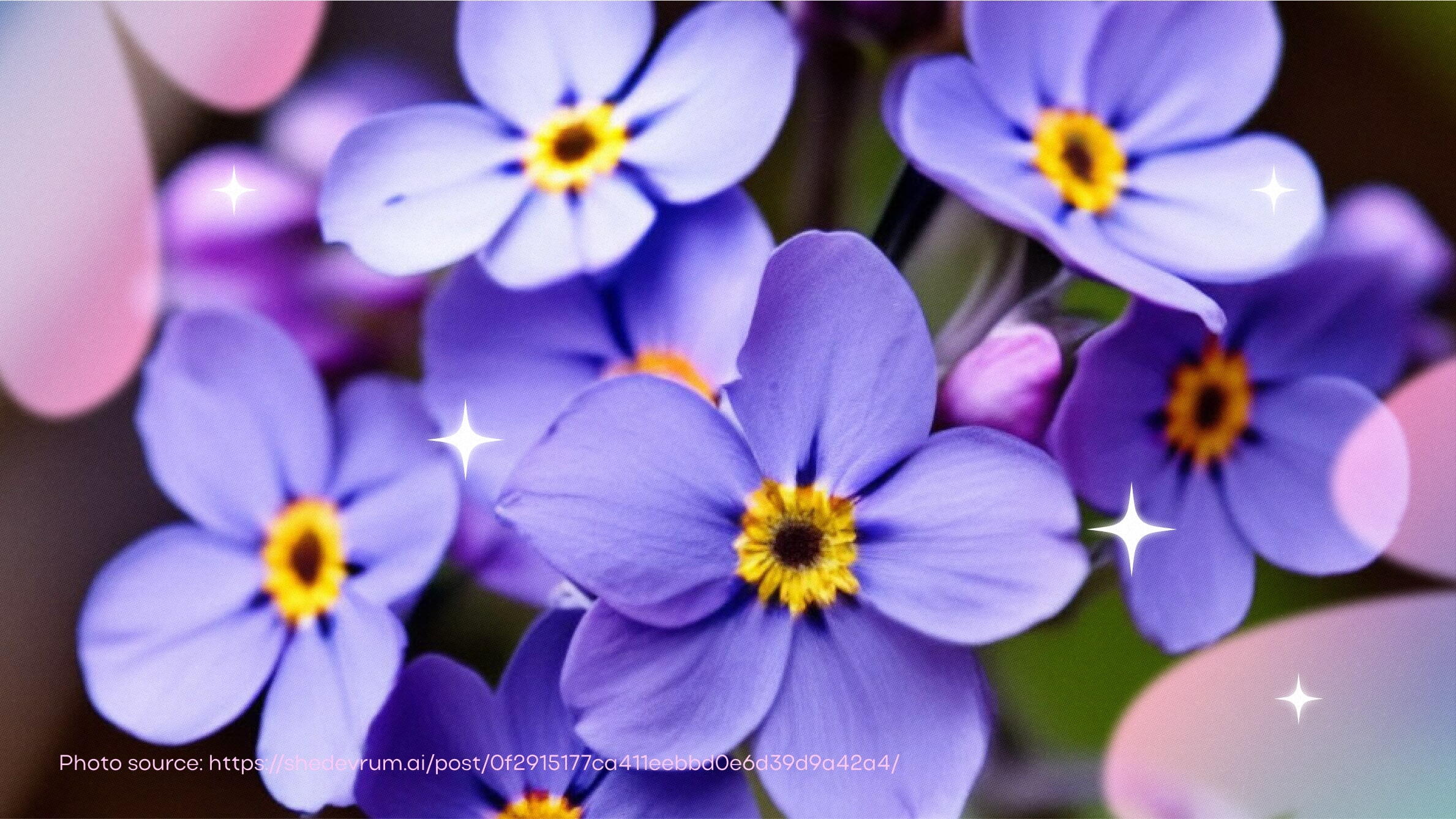 Purple forget-me-not flower
