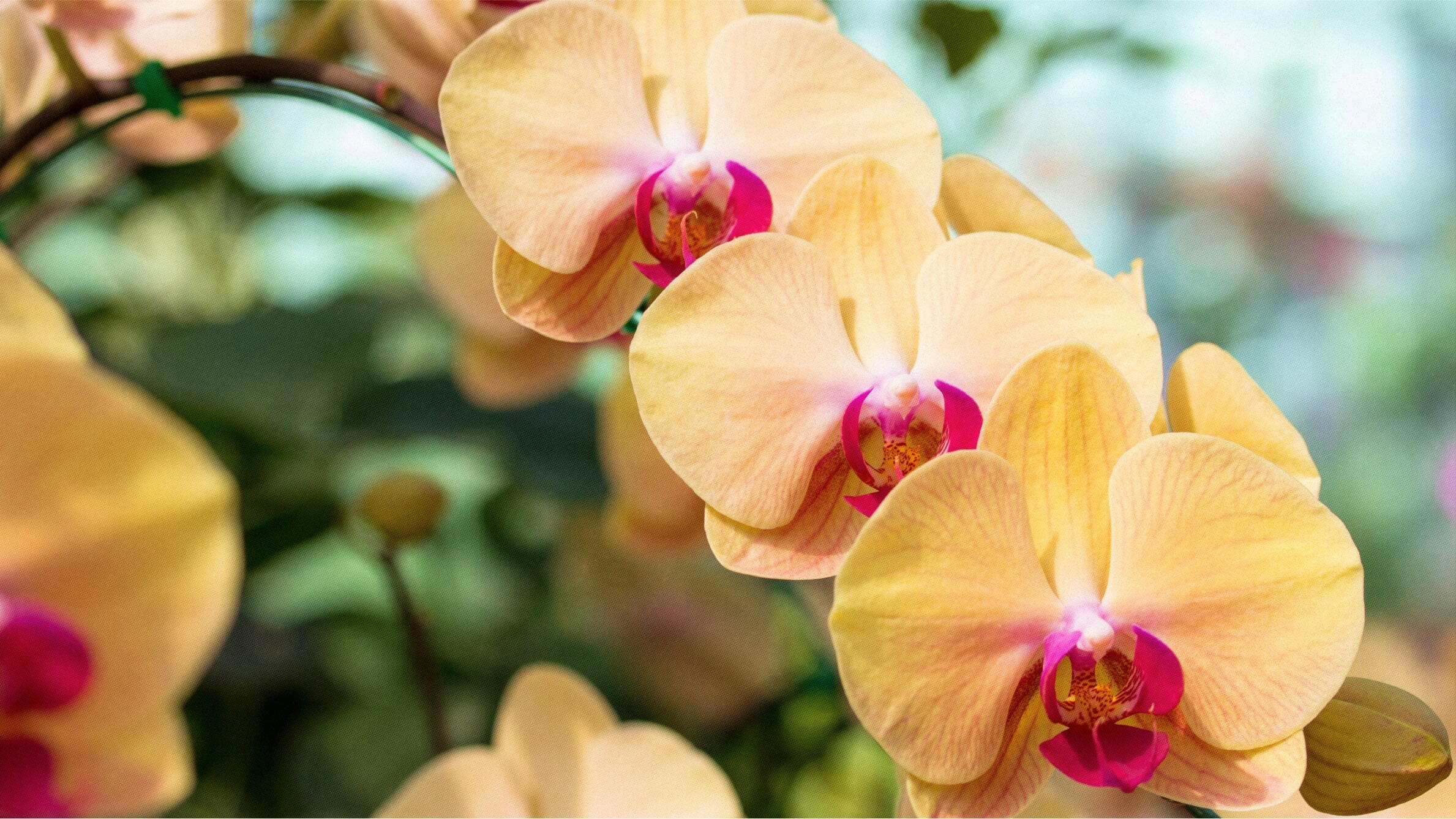 The meaning of orchid flower