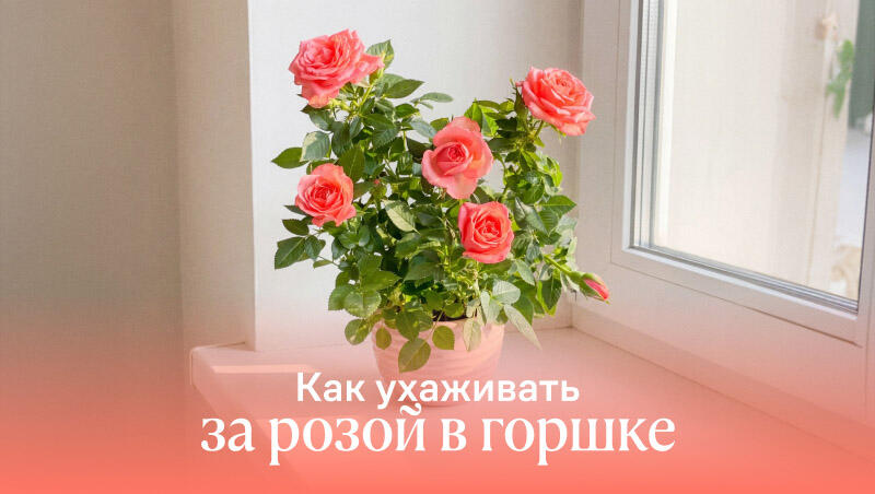 Роза в горшке: уход в домашних условиях