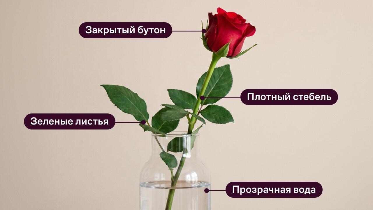 лучшие розы для букета