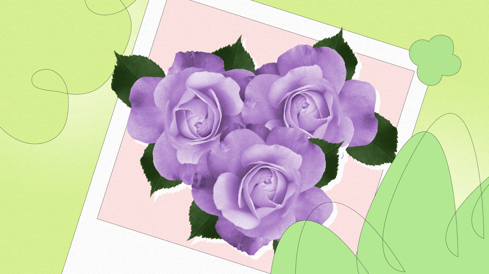 What do lavender roses mean?