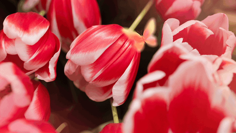 Candy Apple Delight&nbsp;