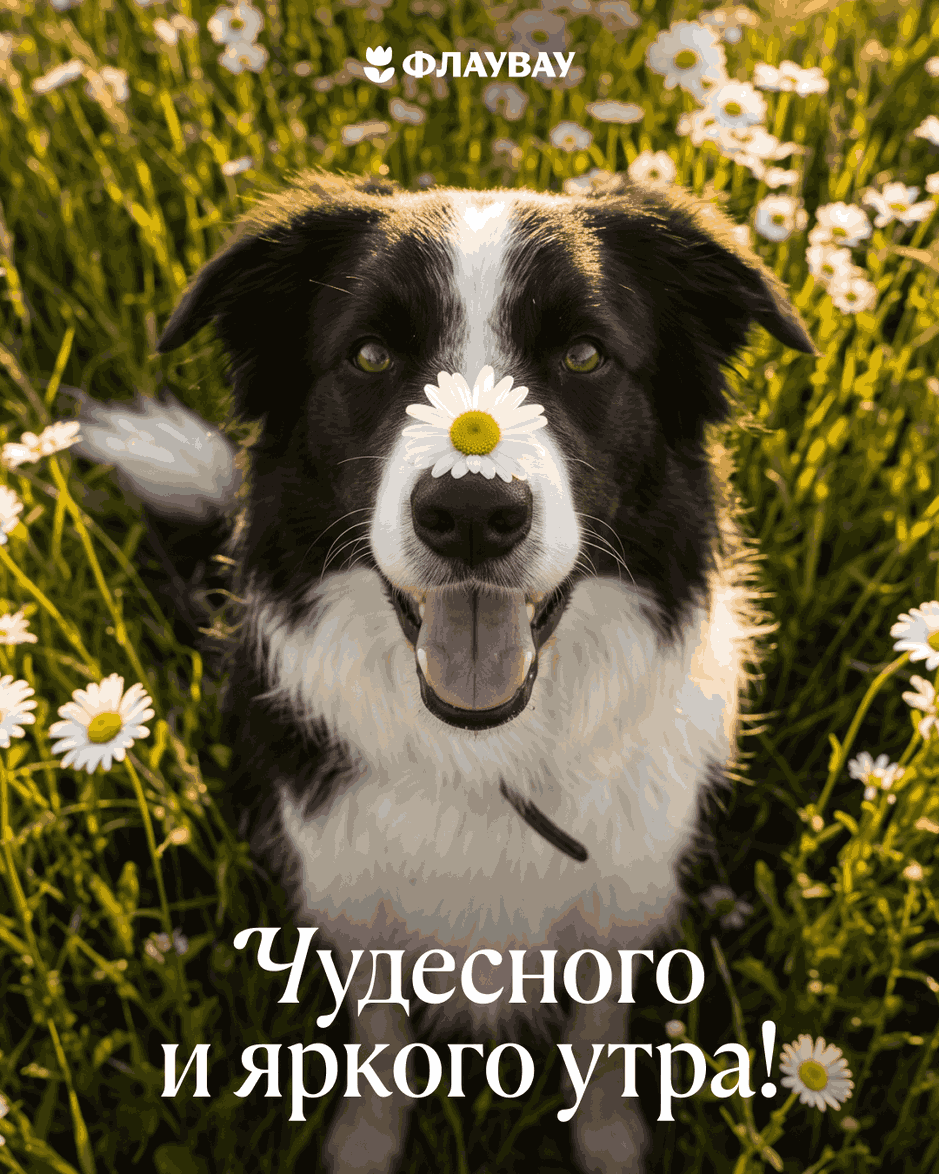 открытки с добрым утром