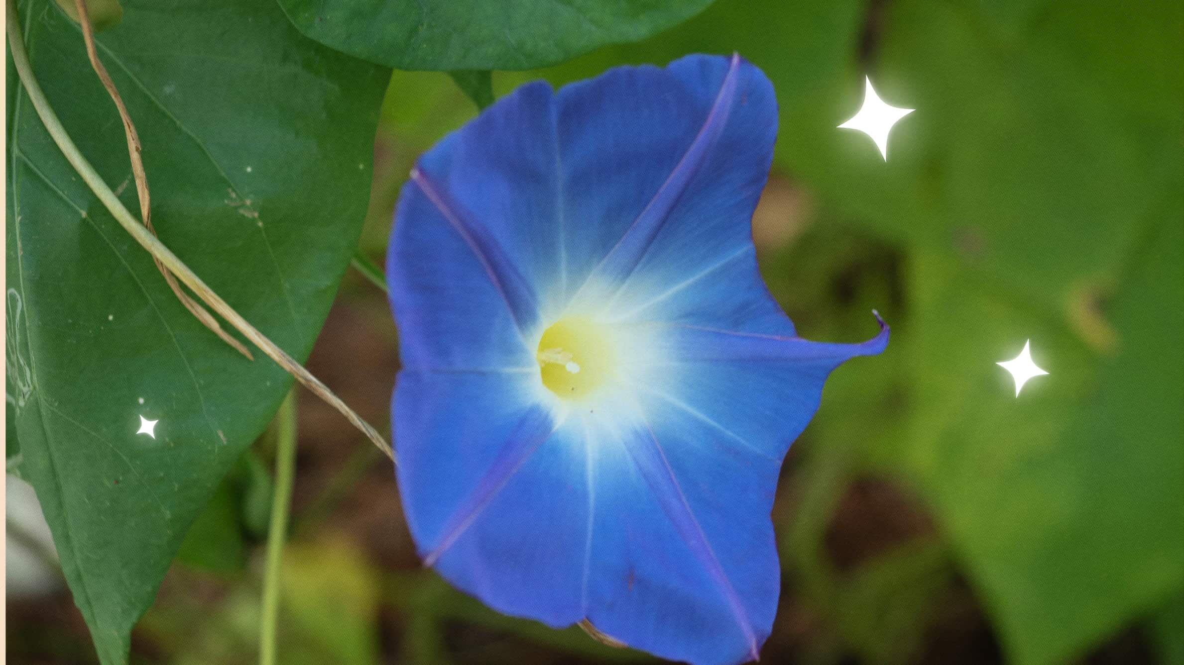 The second birth flower of September: morning glory