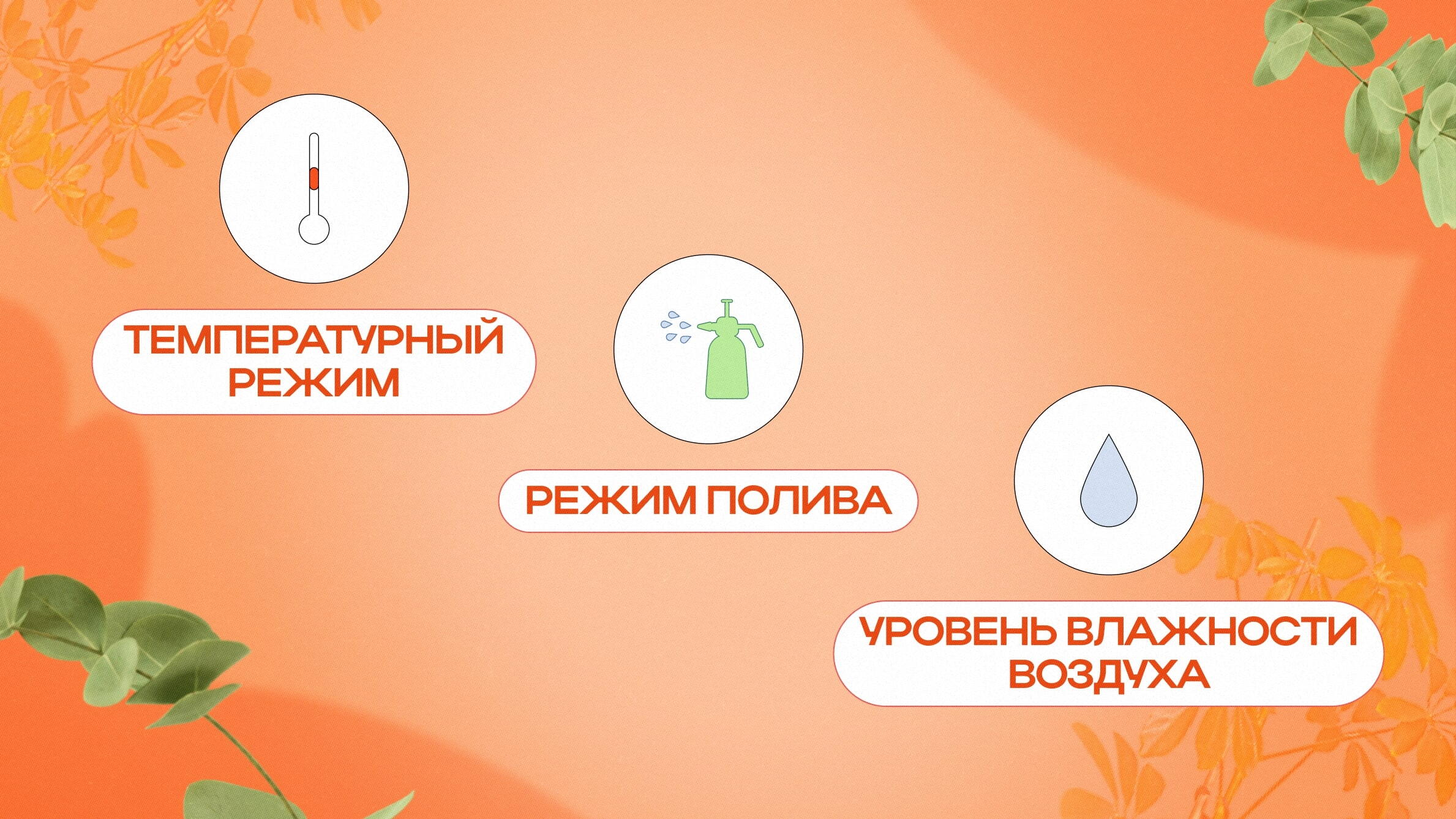 Общие правила ухода за домашними лиственными растениями