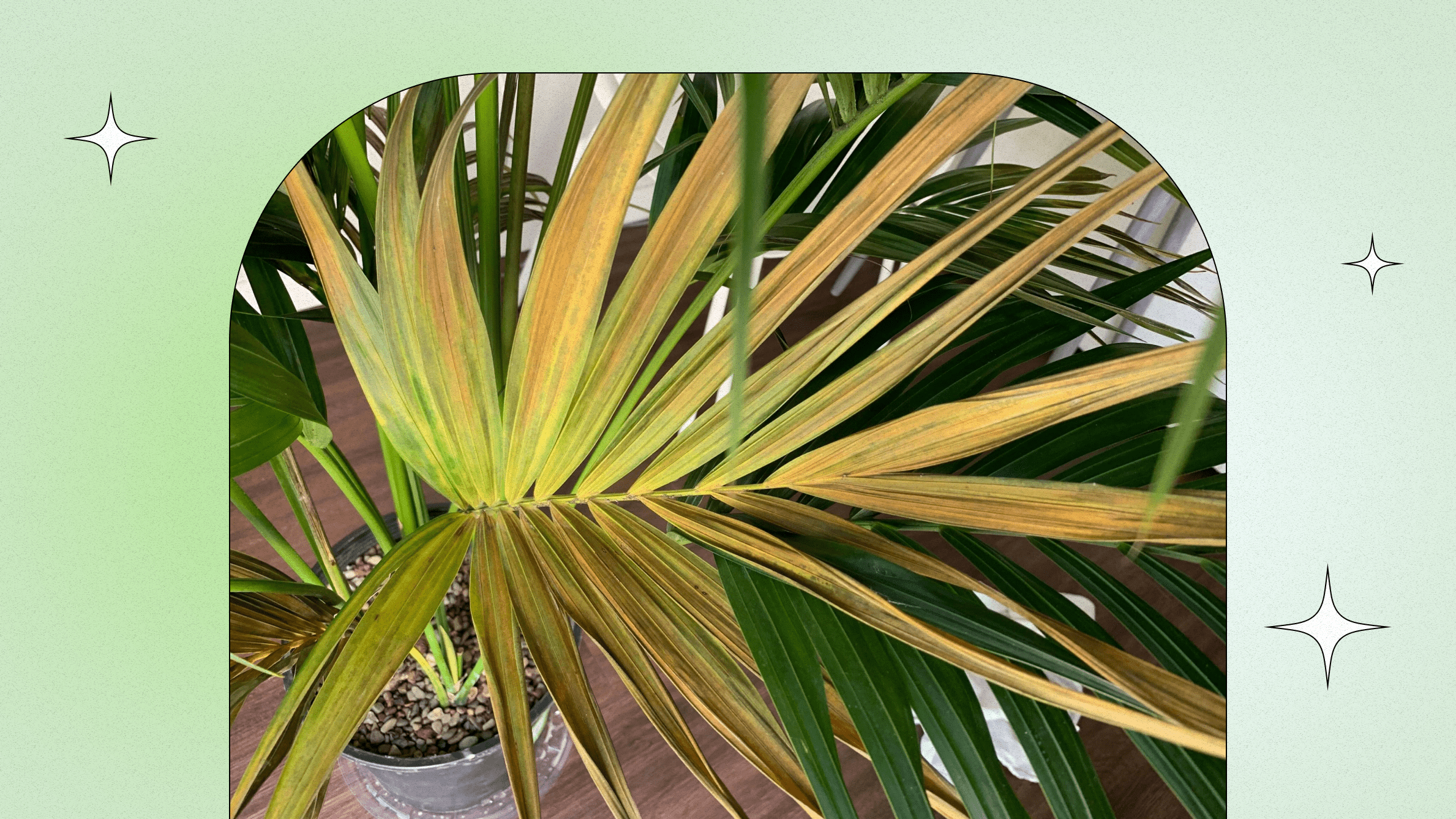 Комнатные пальмы - фото, названия, уход - каталог комнатных растений от А до Я