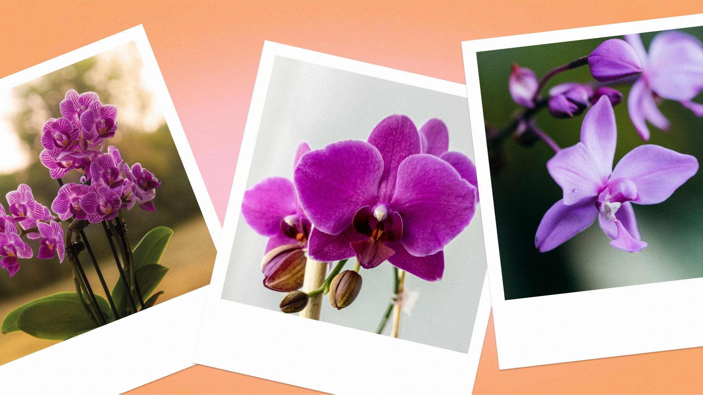 Purple orchid meaning