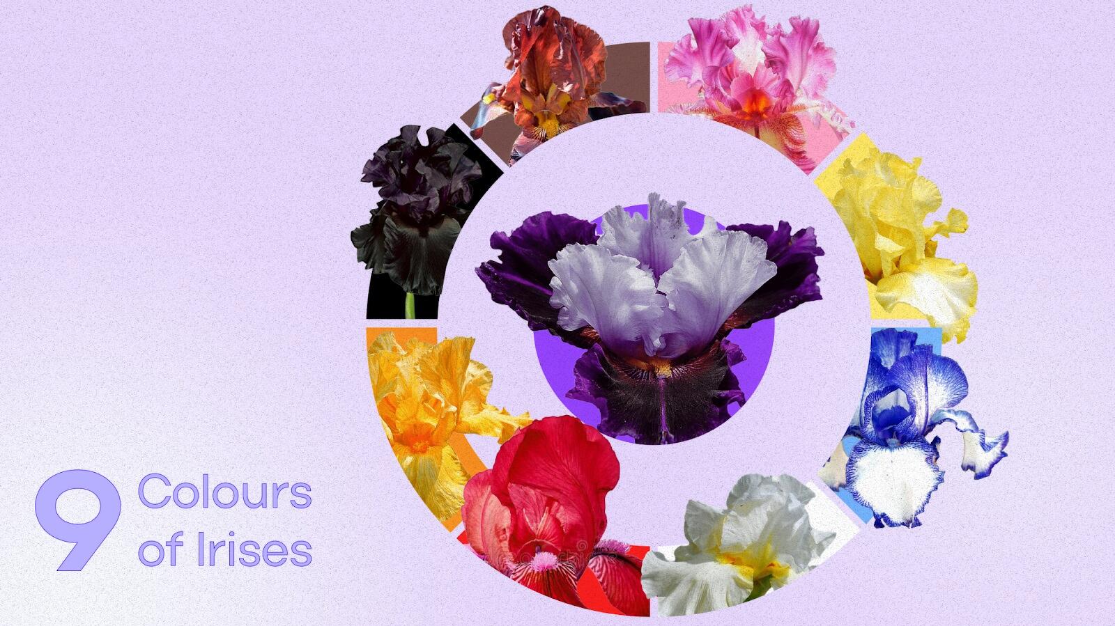 Different Colours of Irises and Their Meanings