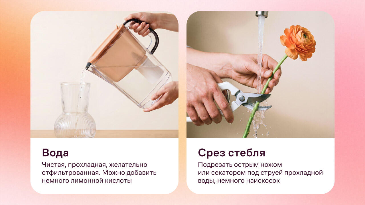 Вода для ранункулюсов