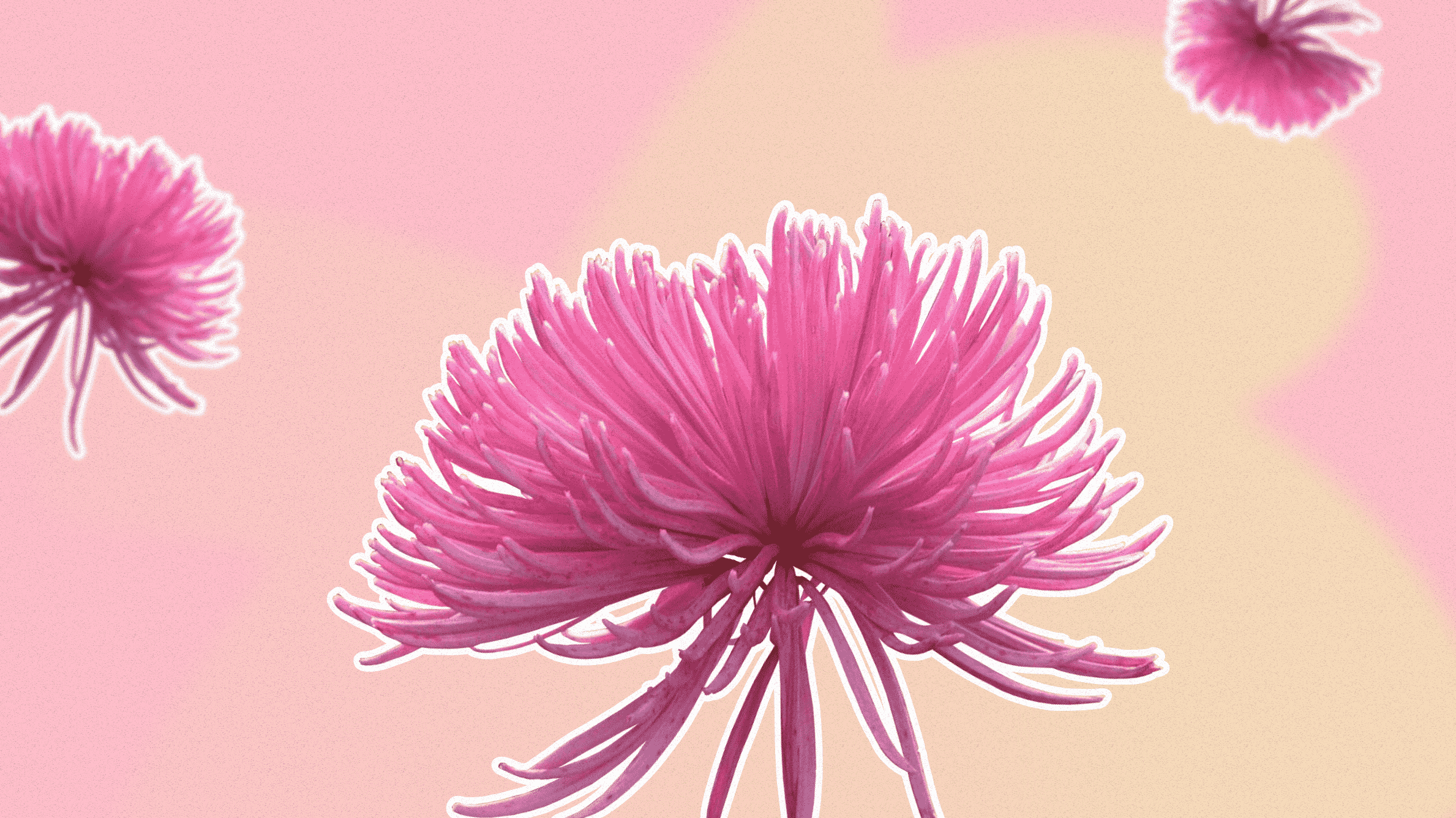 Pink aster flower meaning