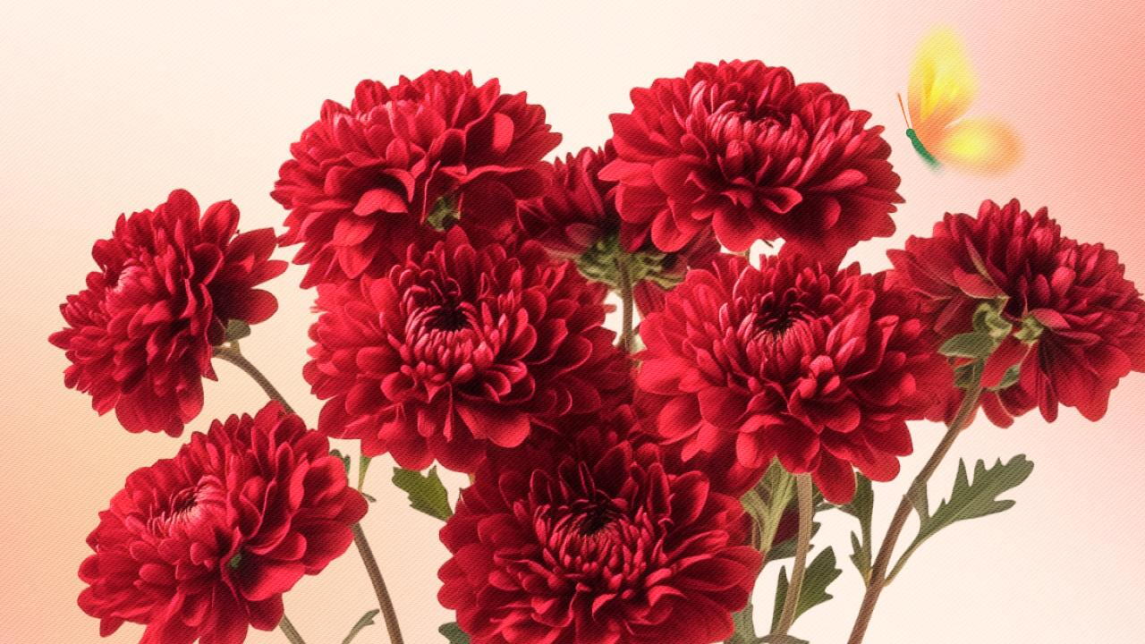 Красные хризантемы