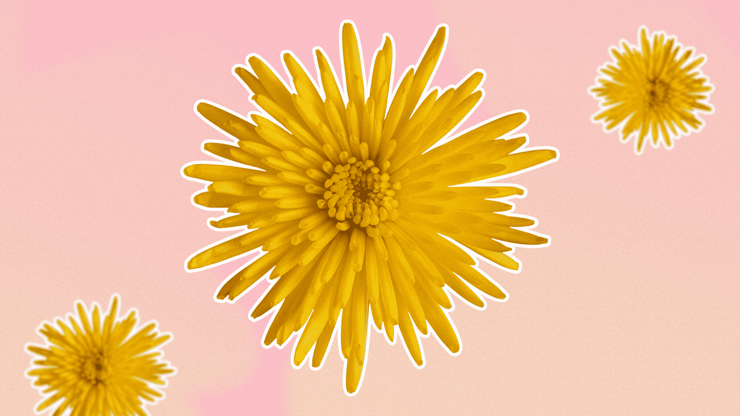 Yellow aster flower meaning