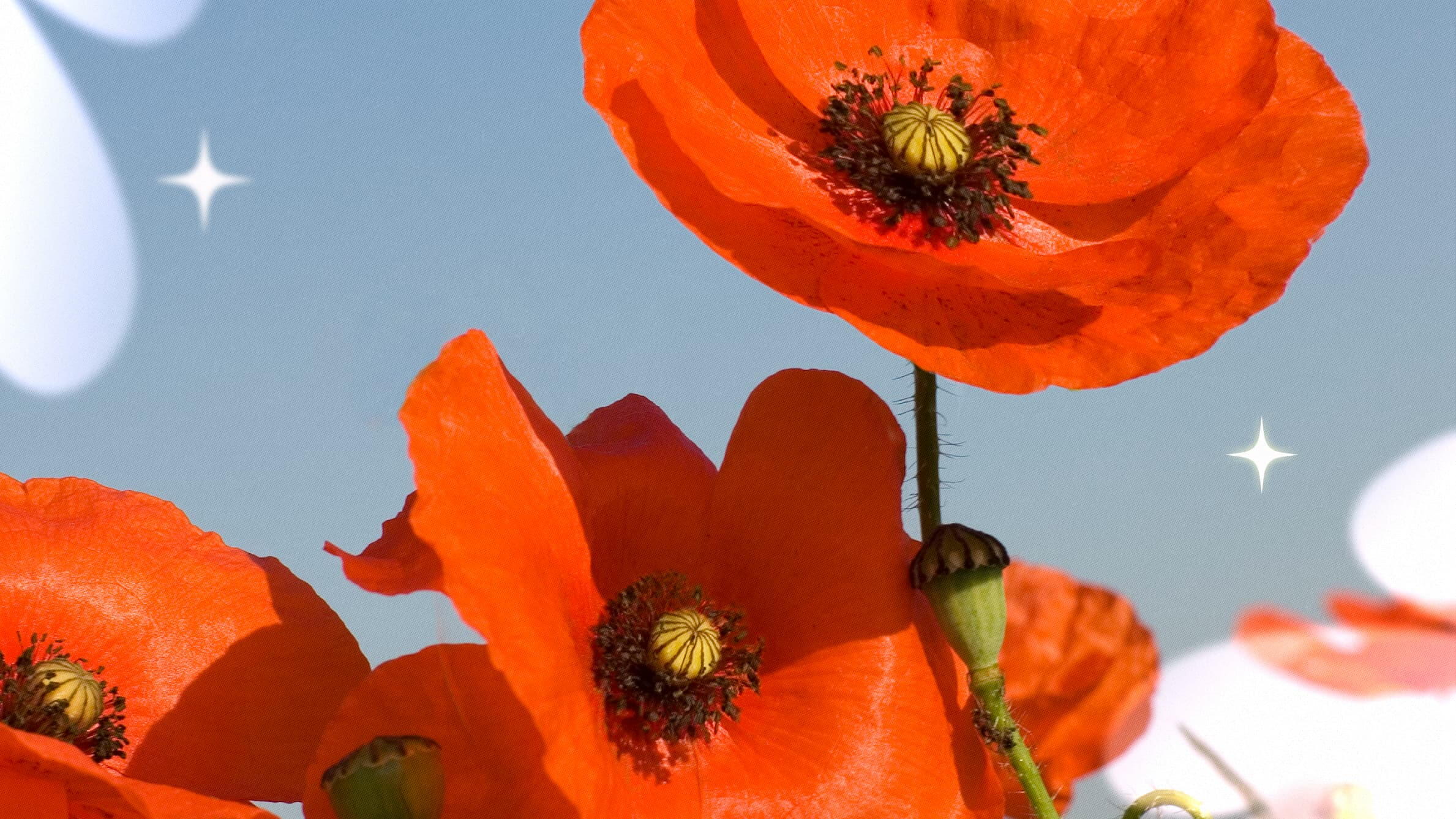 The second birth flower for August: poppy