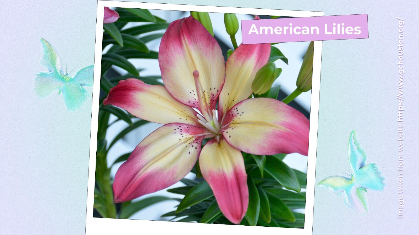 American Lilies