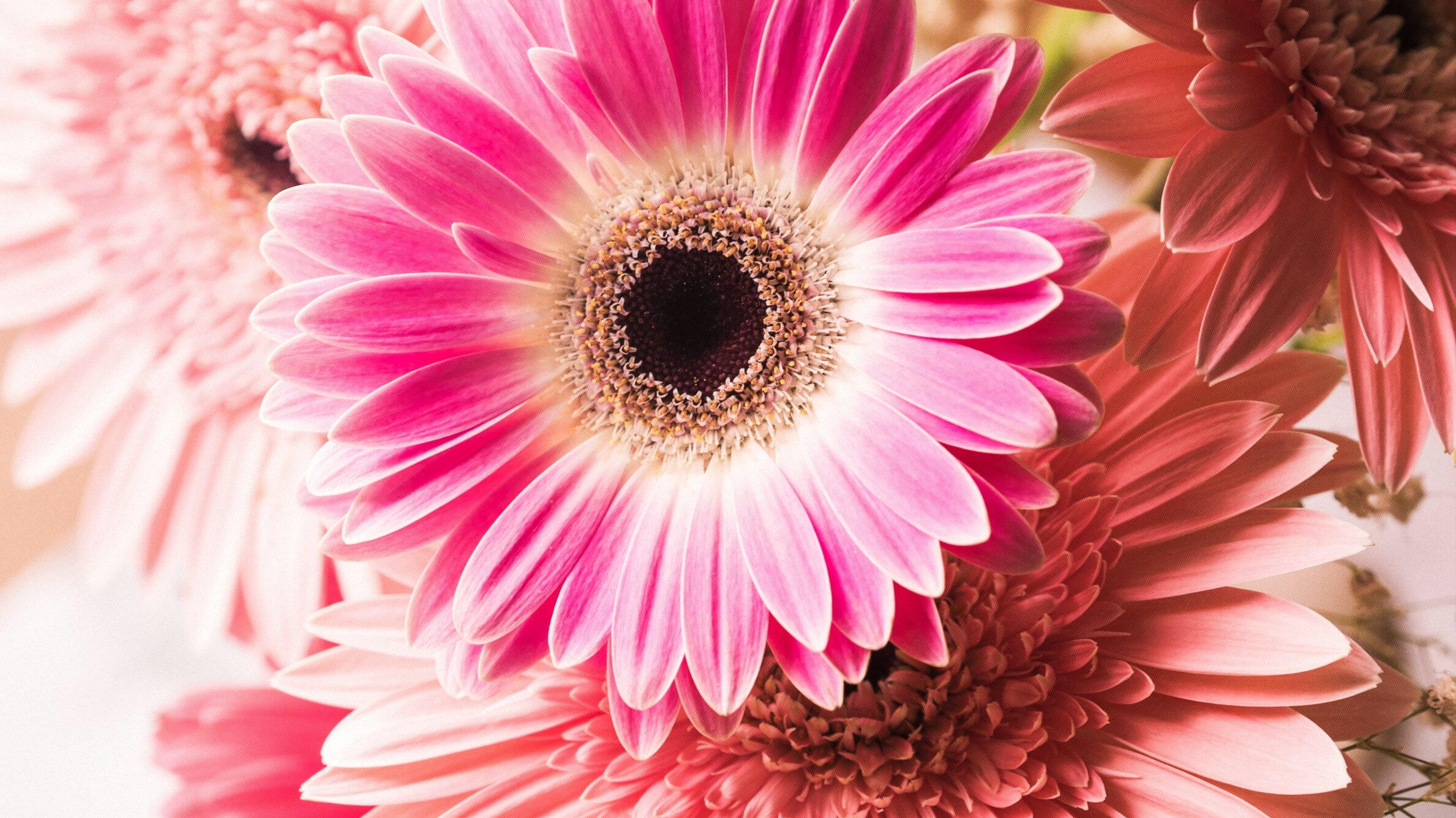 Gerbera Daisies for Mothers Day