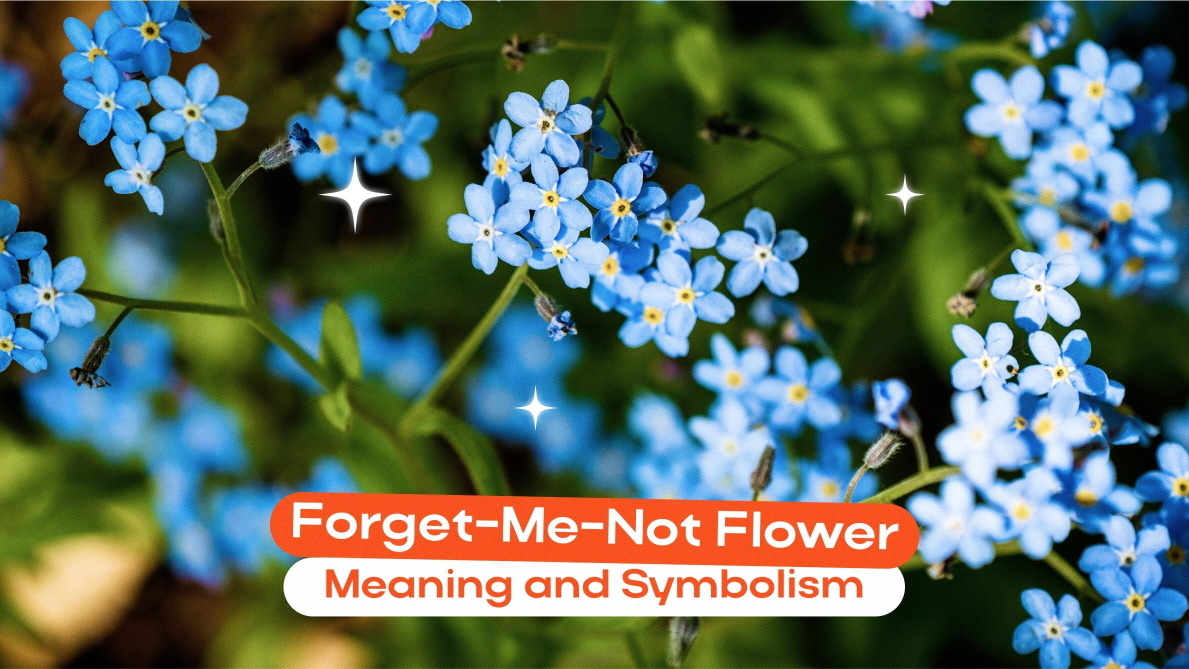 Forget-Me-Not Flower
