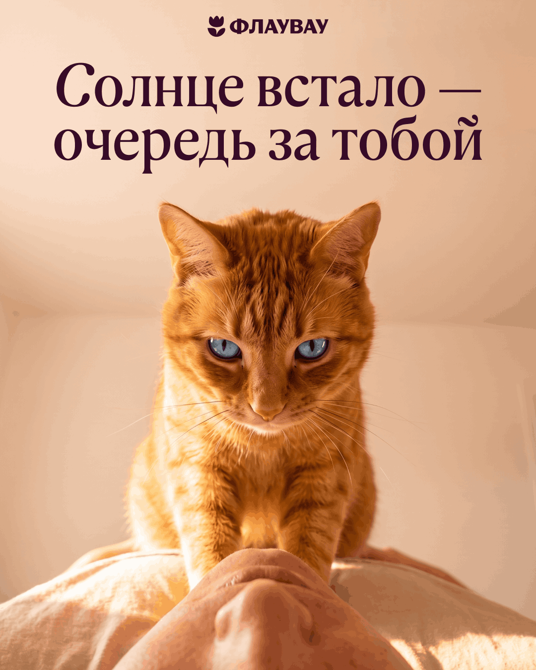 открытки с добрым утром красивые