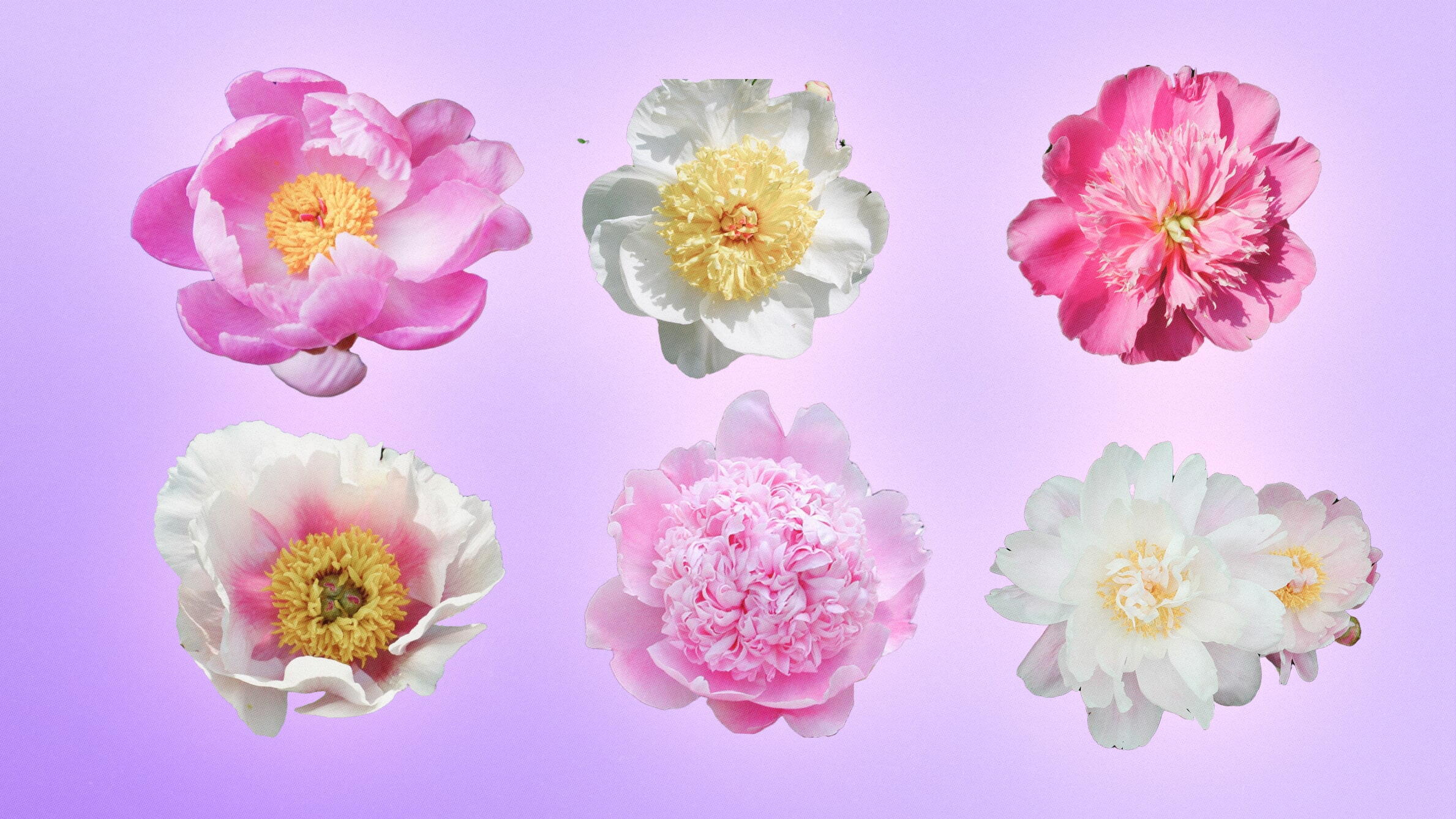 Different types of peonies in season