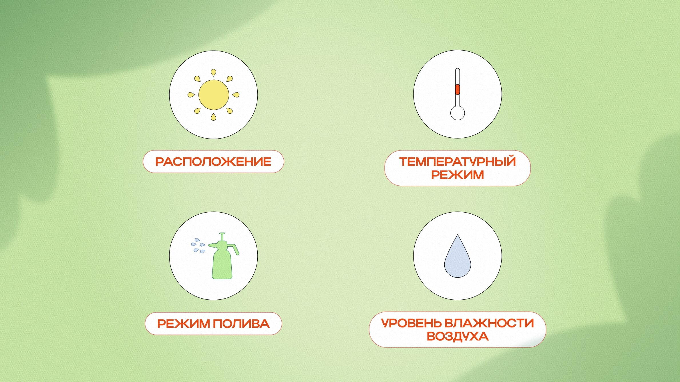 Уход за монстерой в домашних условиях