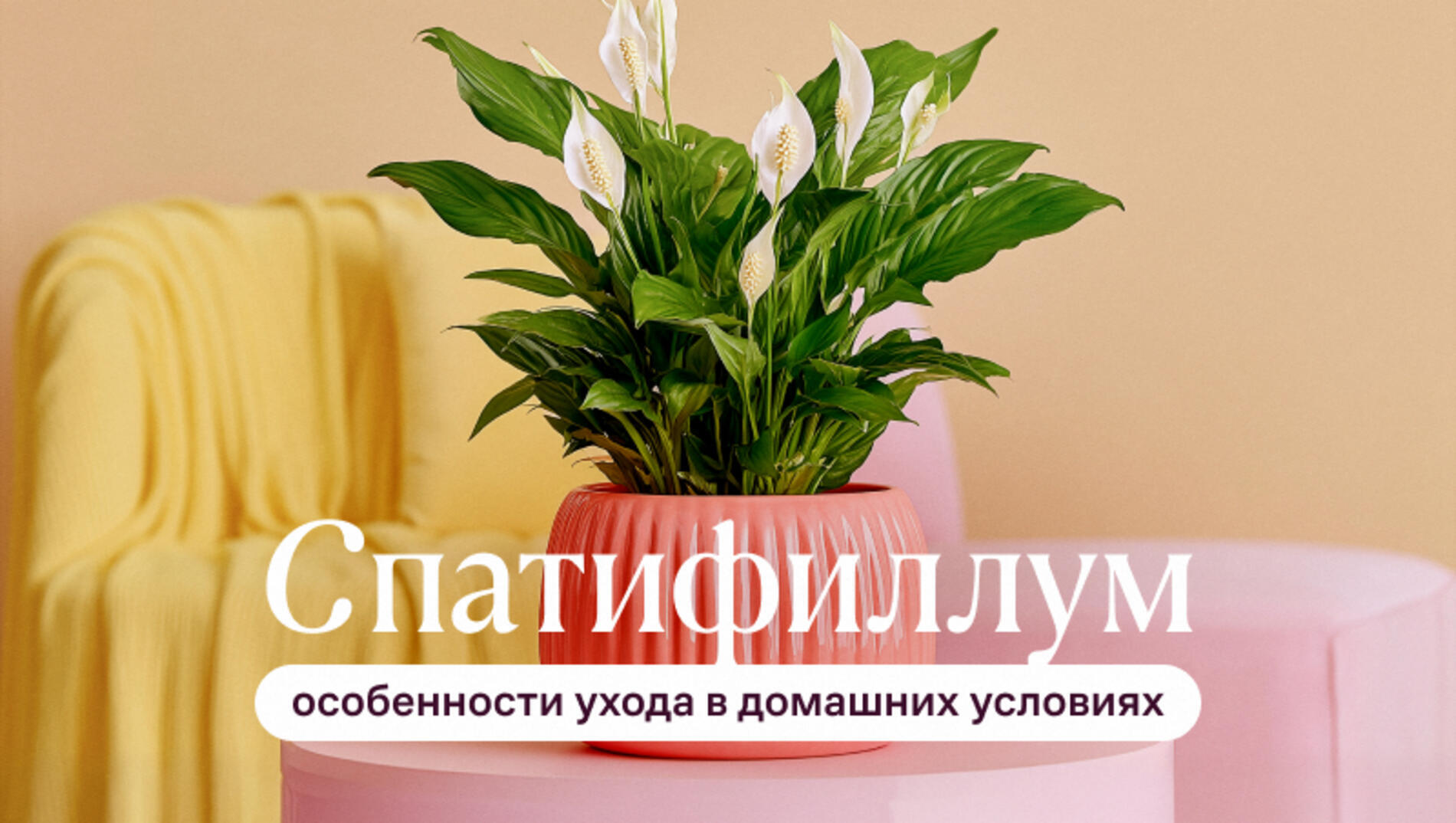 Спатифиллум: особенности ухода в домашних условиях