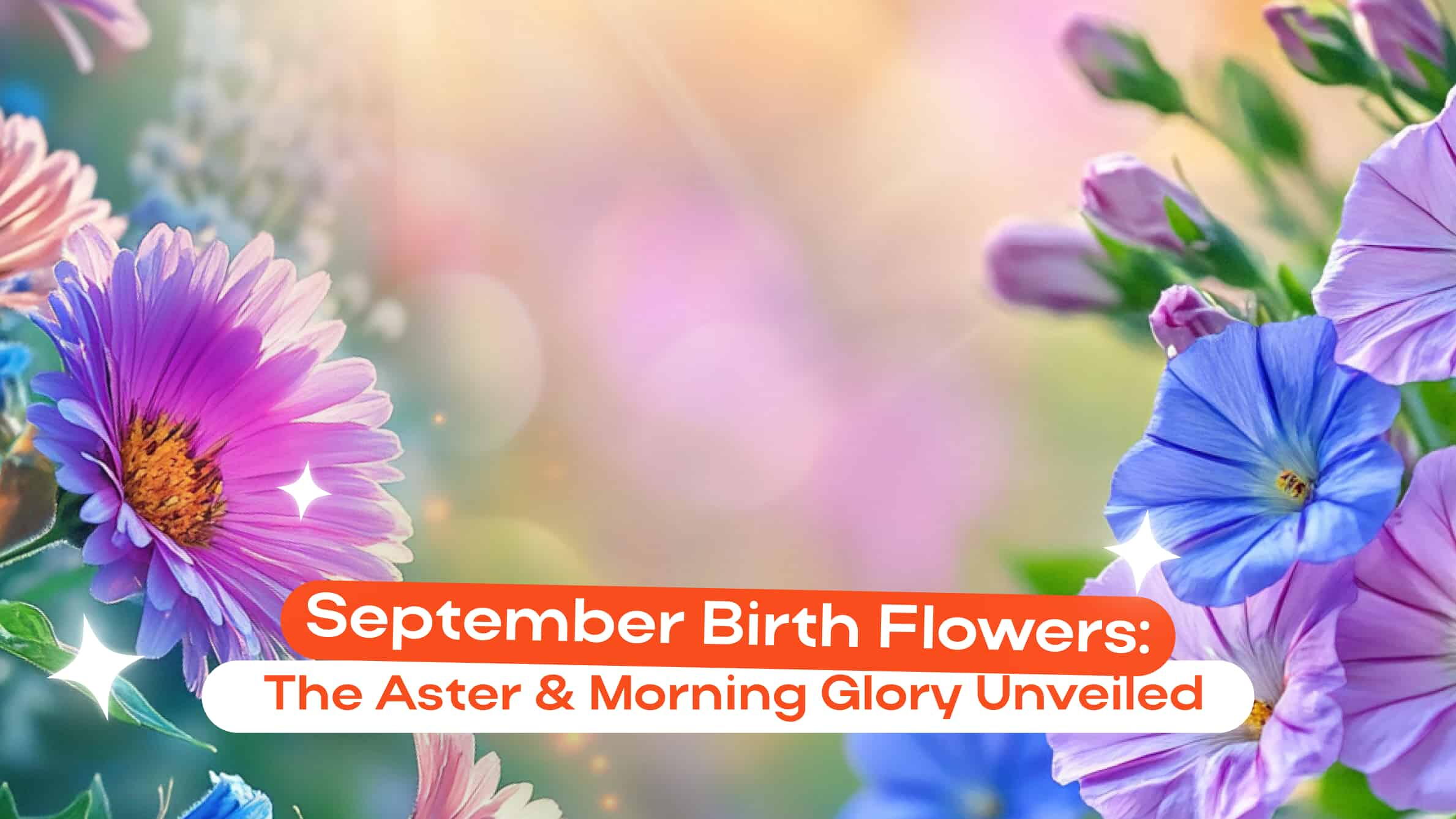 September Birth Flowers: The Aster & Morning Glory Unveiled