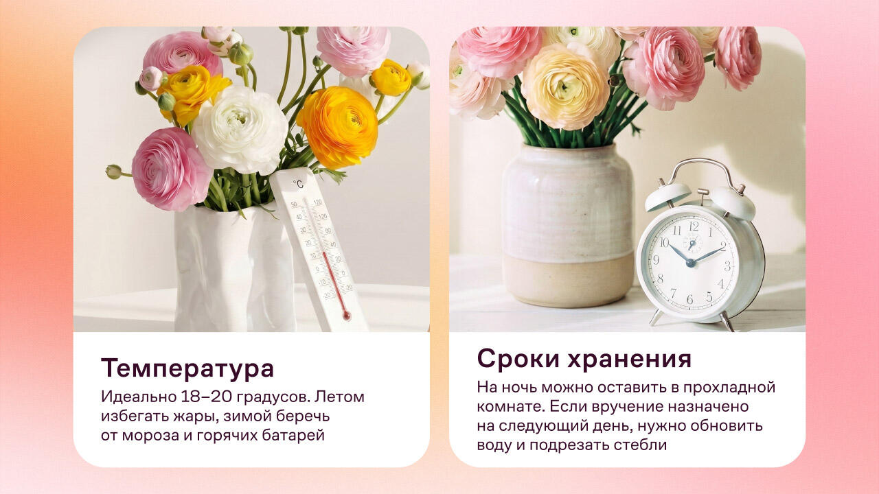 Температура для ранункулюсов