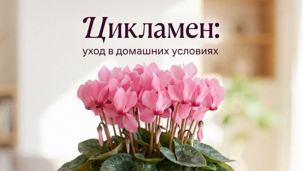 цветок цикламен уход в домашних условиях