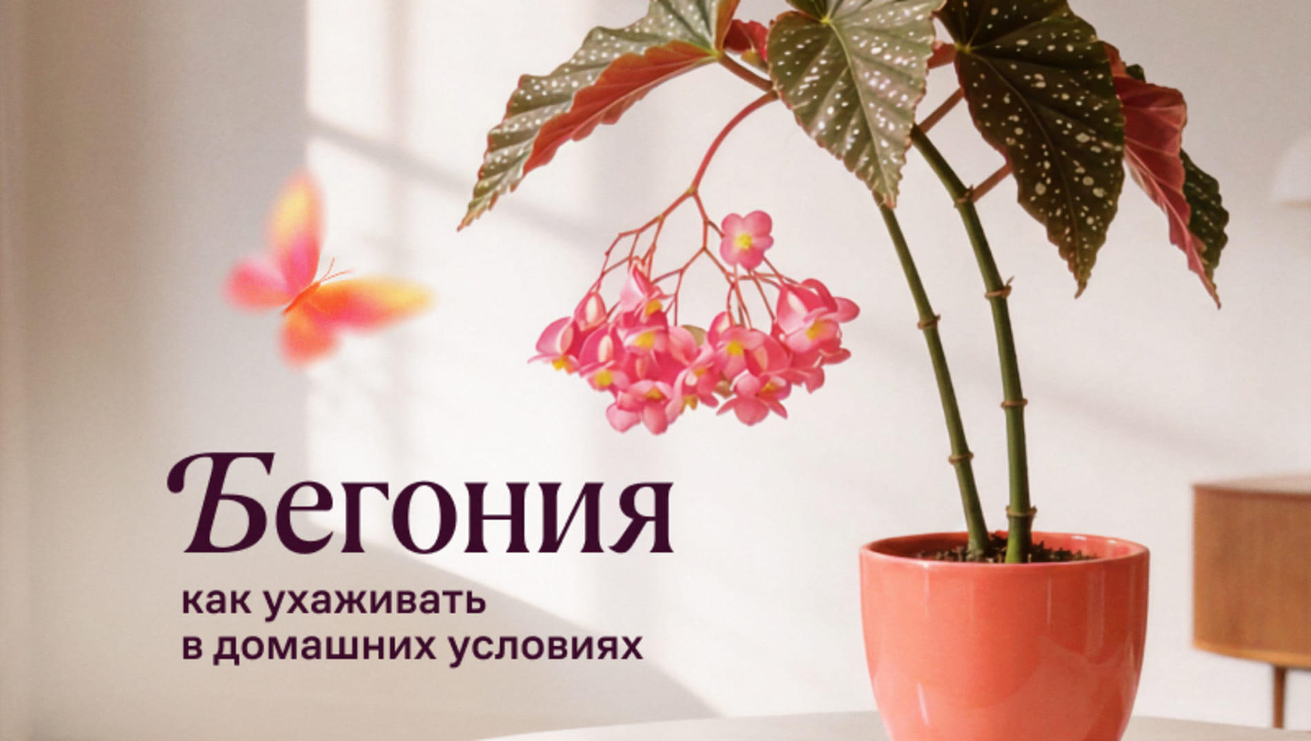Как ухаживать за бегонией в домашних условиях