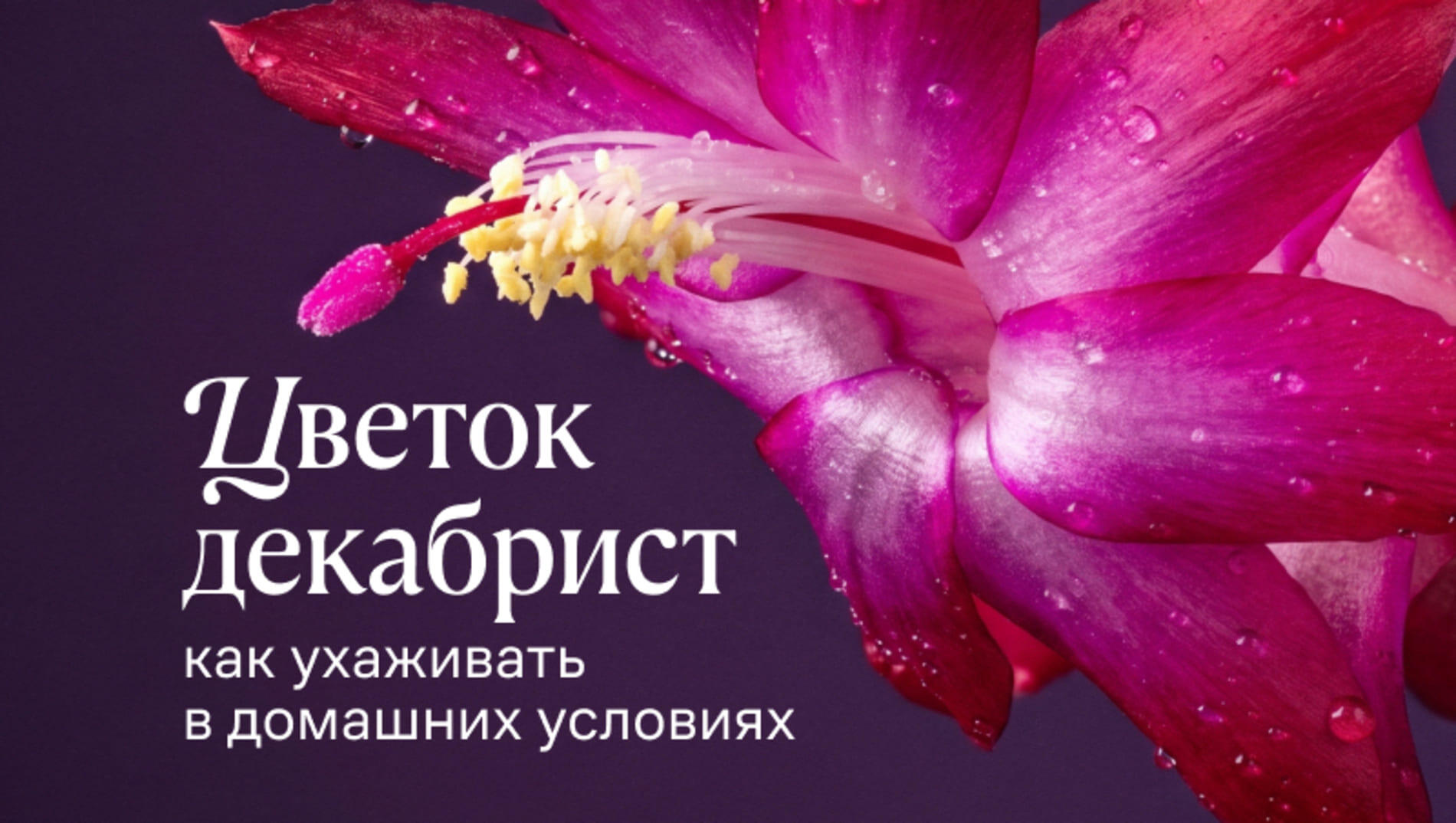 Цветок декабрист: как ухаживать в домашних условиях