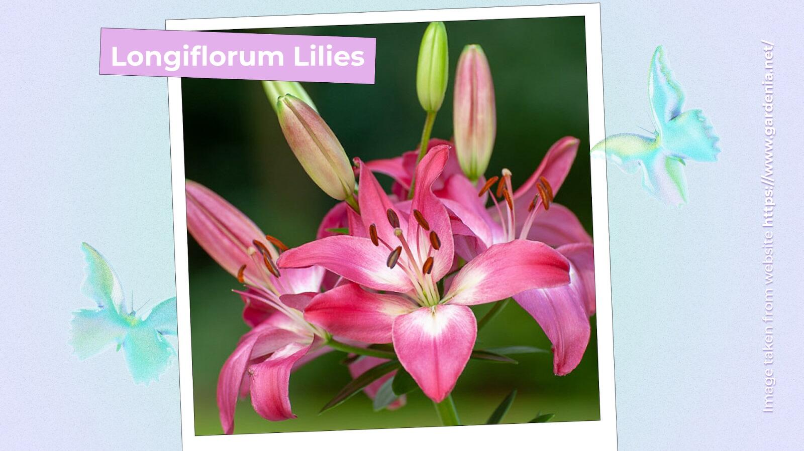 Longiflorum Lilies