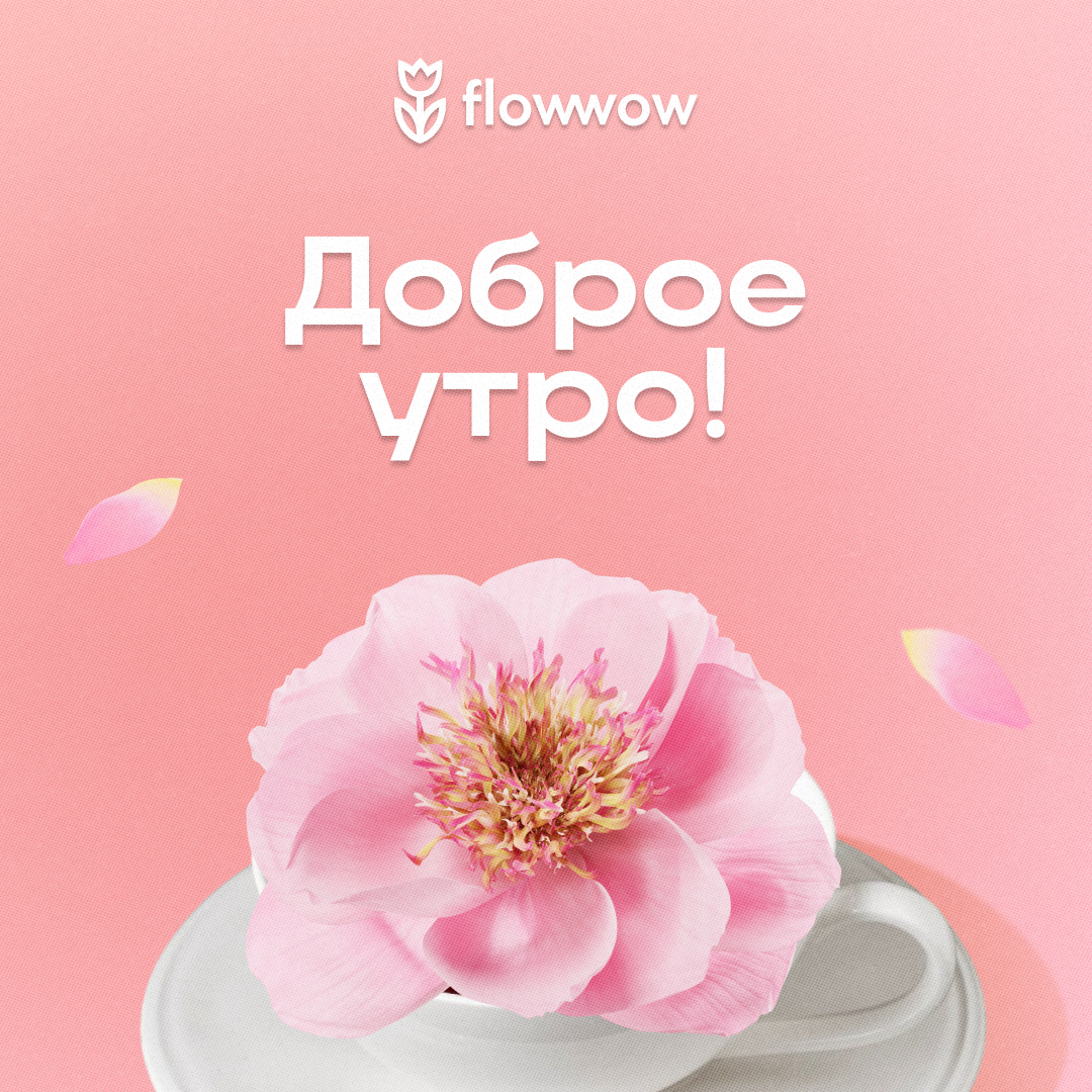 Цветы пионы картинки