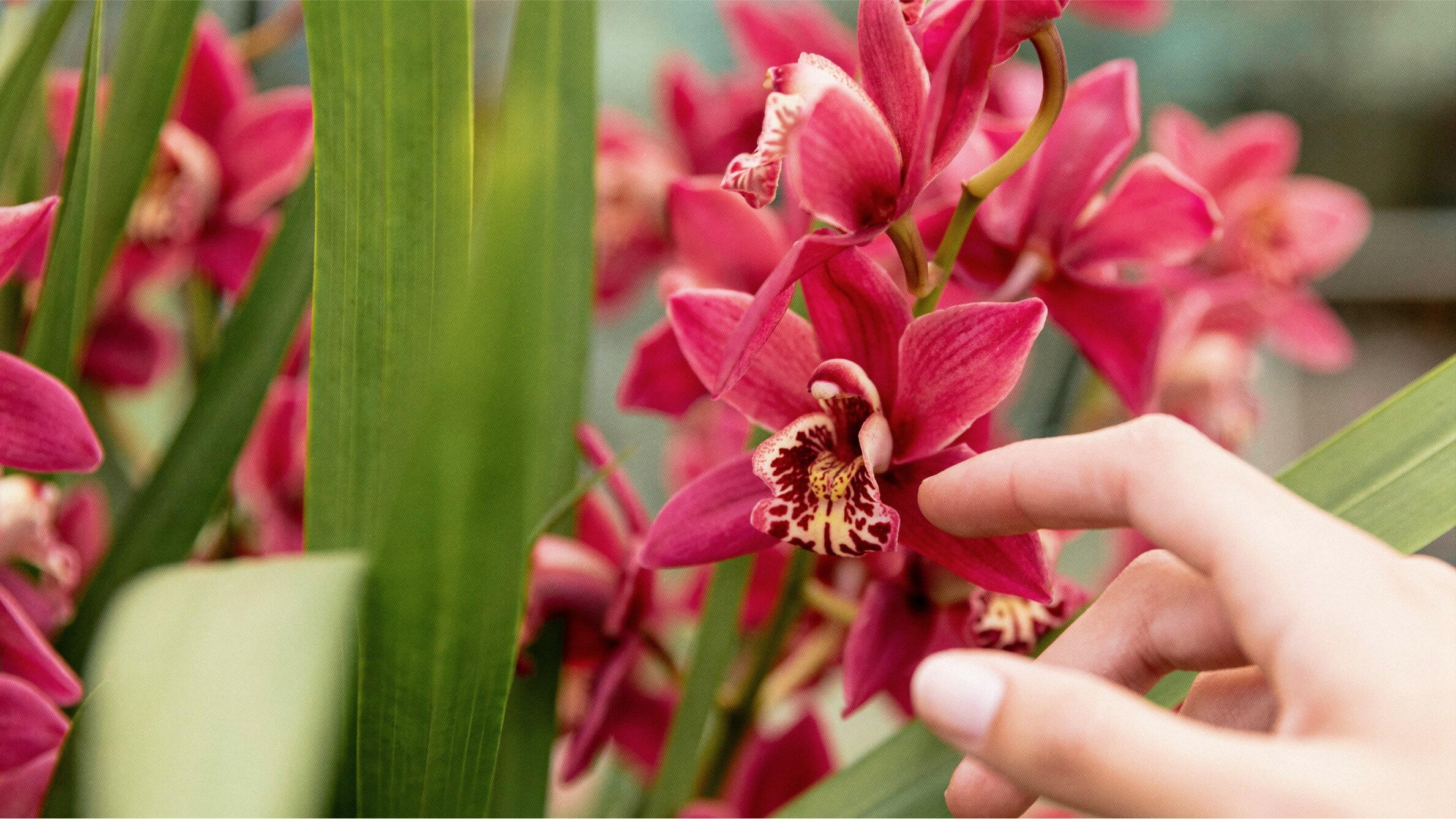 Singapore orchid flower meaning