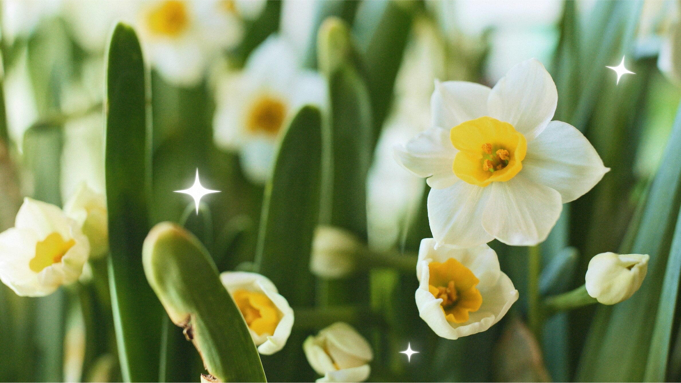Narcissus Flower Meaning and Symbolism