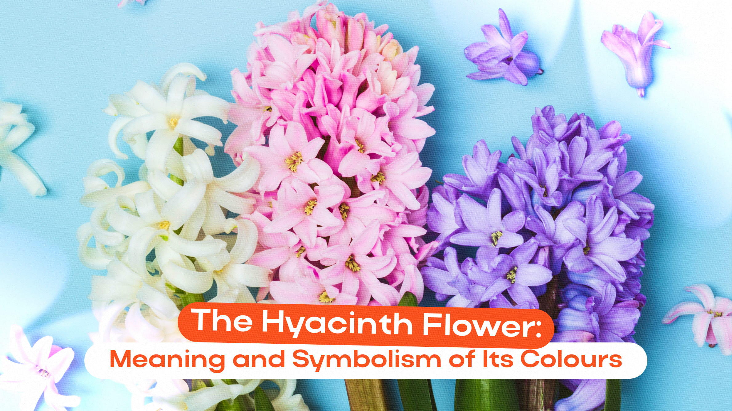 The Hyacinth Flower: Meaning and Symbolism of Its Colours