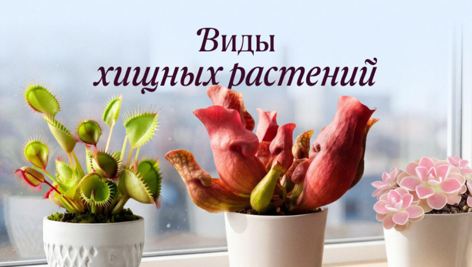 Хищные растения: фото и названия, а также секреты ухода