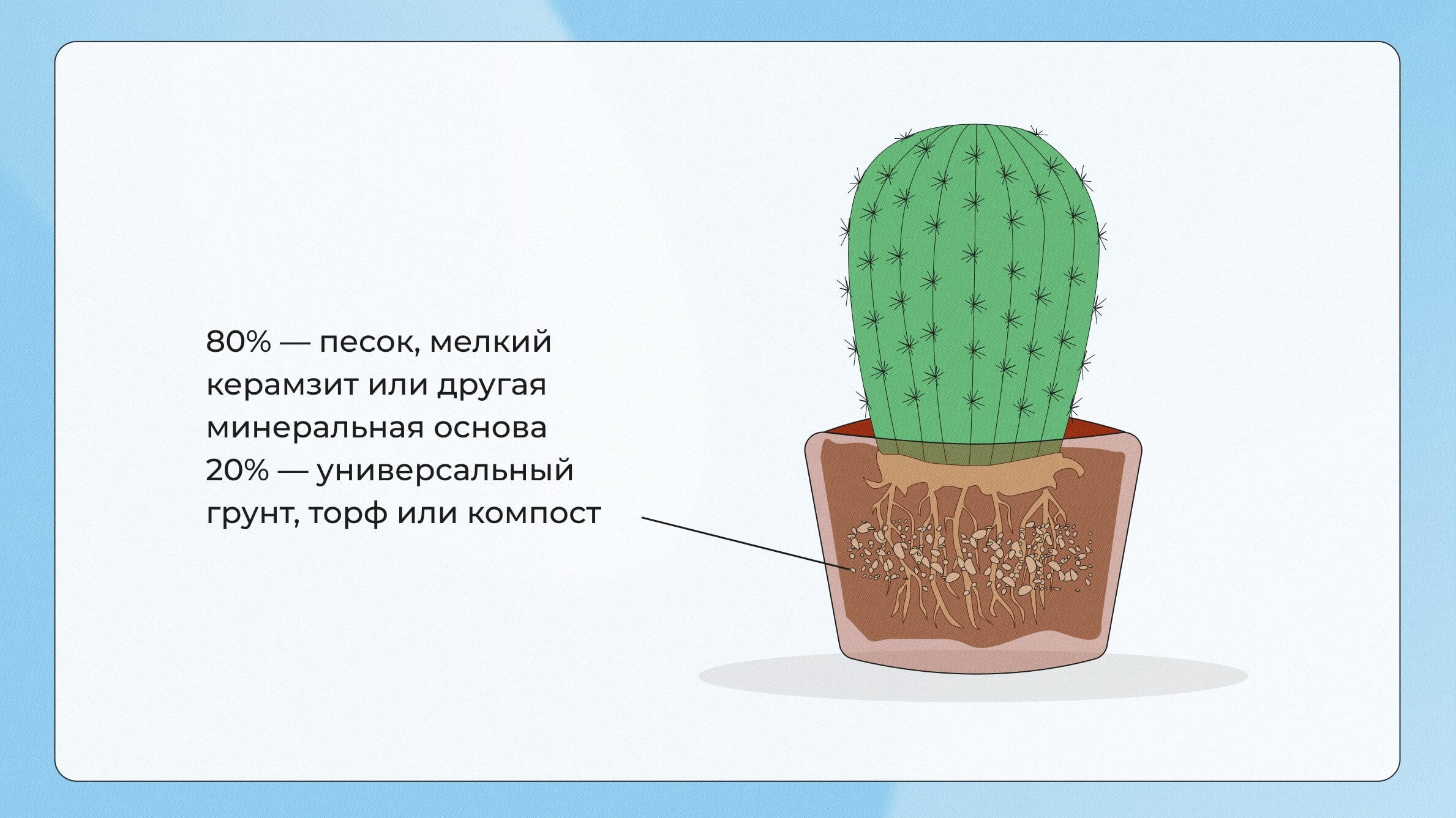 Кактусы и суккуленты - неприхотливые комнатные растения :: myPlants