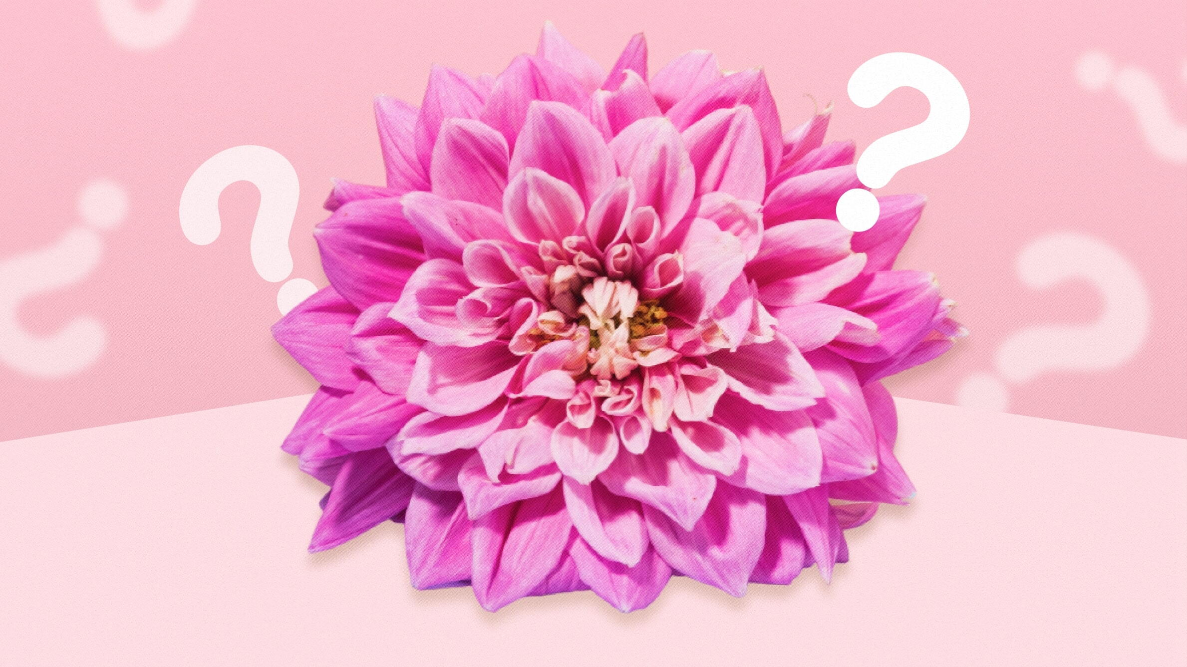 What is the meaning of Dahlia flower