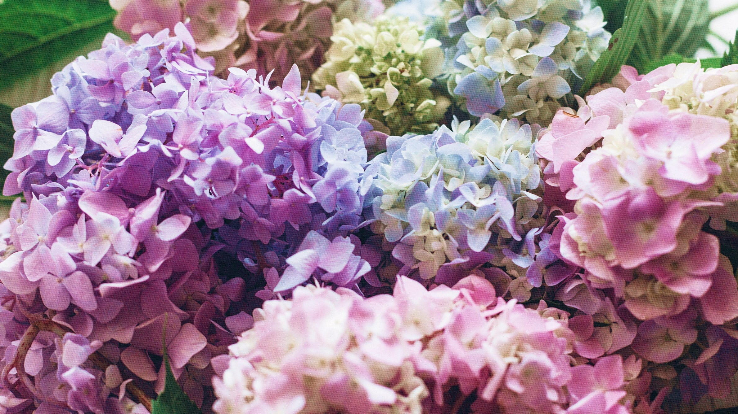 Hydrangeas for Mothers Day